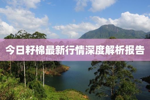 今日籽棉最新行情深度解析報告