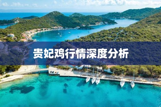 貴妃雞行情深度分析
