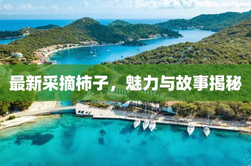 最新采摘柿子，魅力與故事揭秘