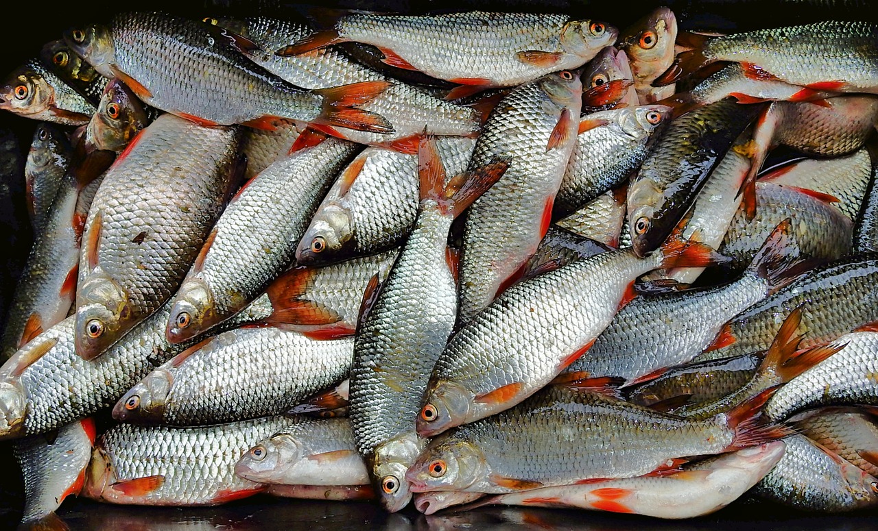 財神捕魚新版，全新體驗與特色玩法來襲！