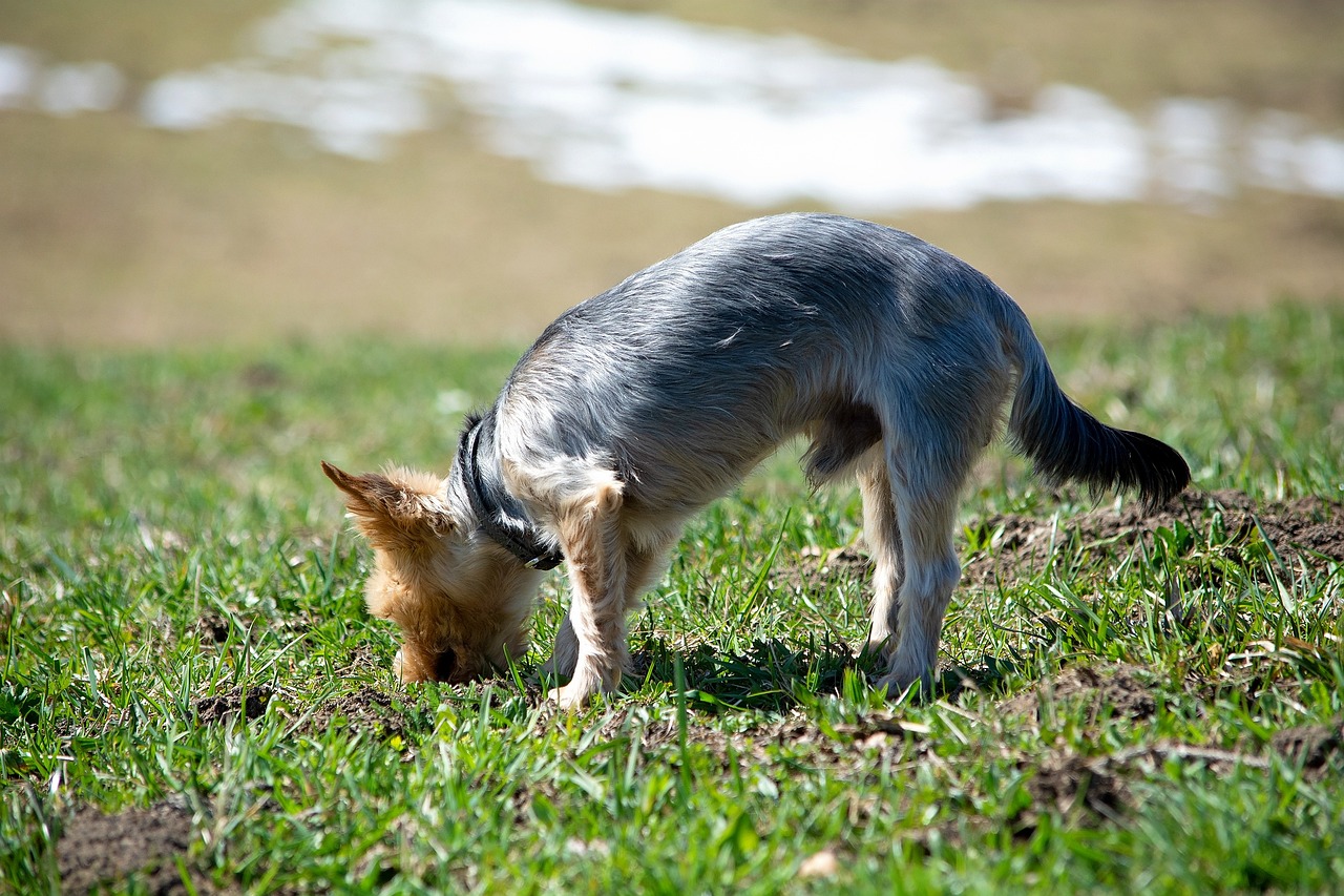 最新貝塔犬資訊，深入探索貝塔犬的世界