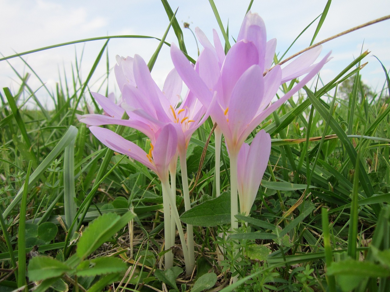 桃運神醫(yī)，醫(yī)術(shù)與桃花運的雙重魅力最新更新