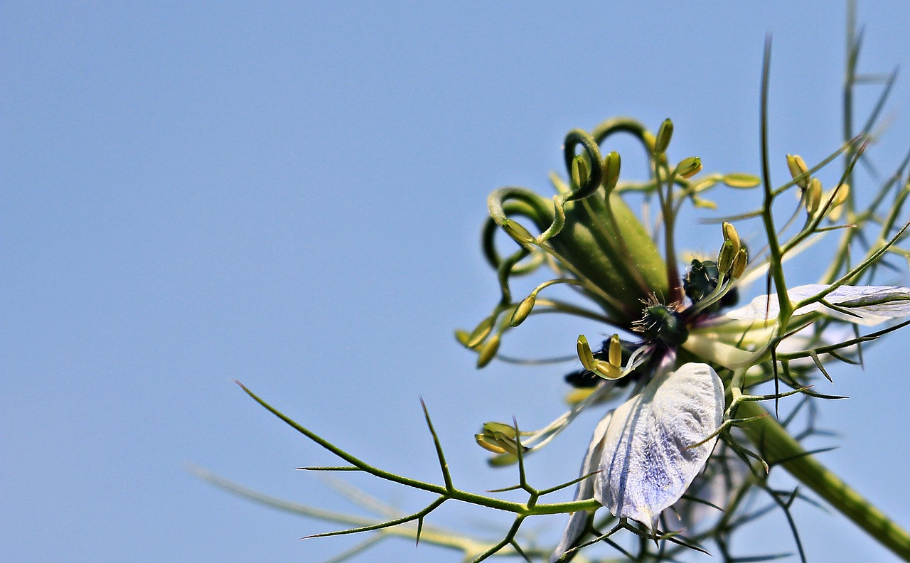 現(xiàn)代花剪紙藝術(shù)，傳統(tǒng)與創(chuàng)新的交融之美展現(xiàn)獨(dú)特魅力
