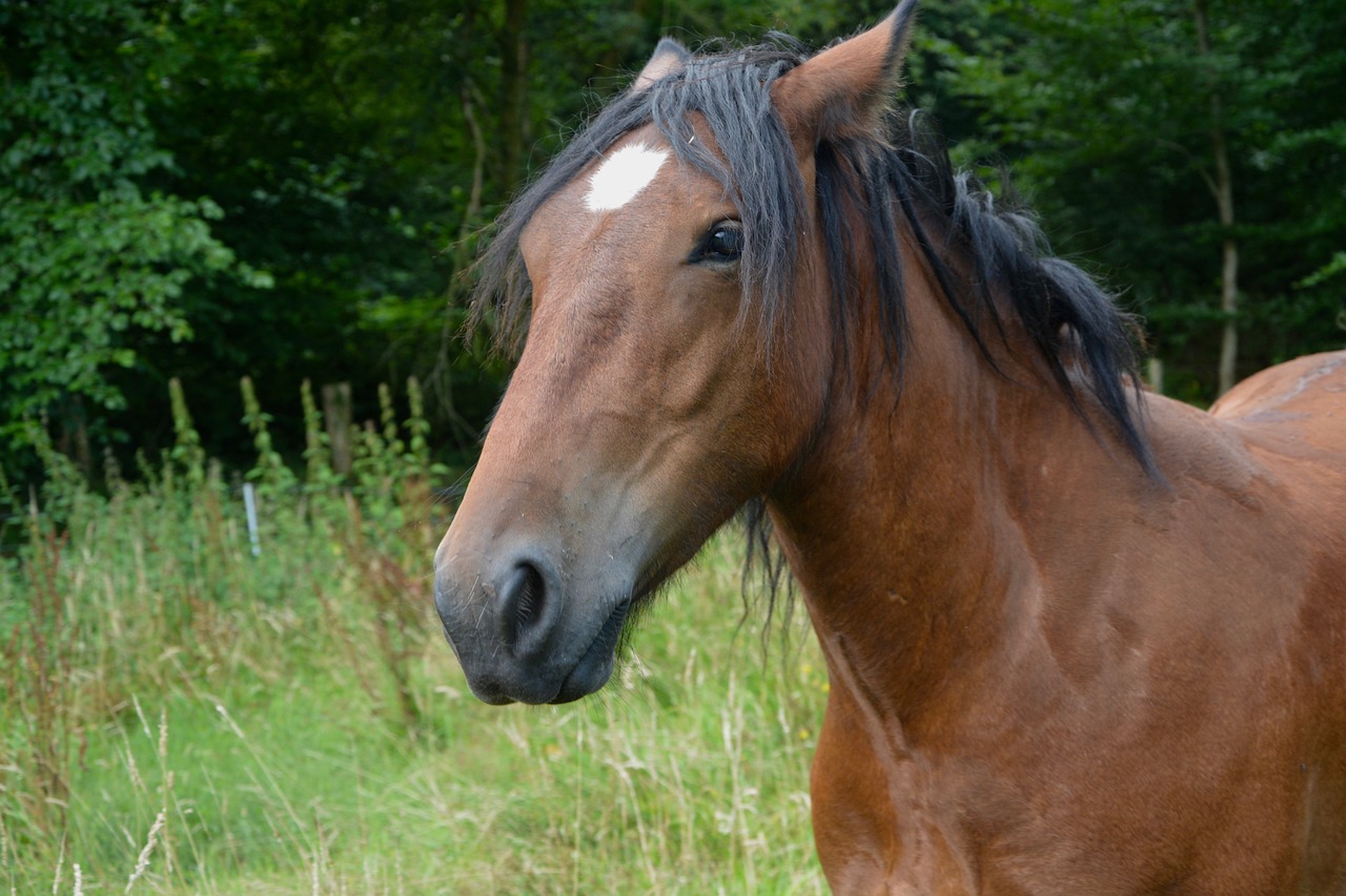 2024澳門特馬今晚開獎49圖，寧死不屈 RQ1735.487