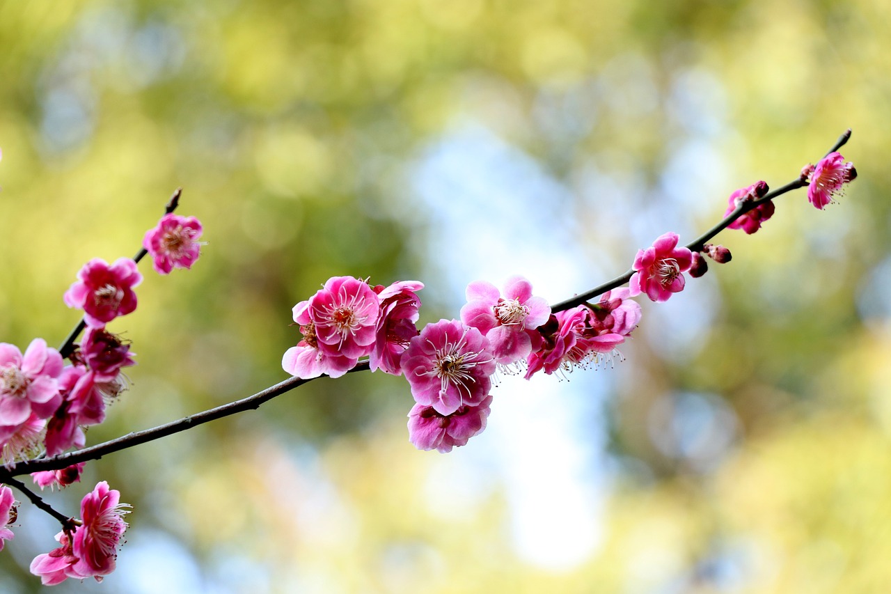 梅花電視劇，綻放的藝術(shù)魅力與深刻內(nèi)涵