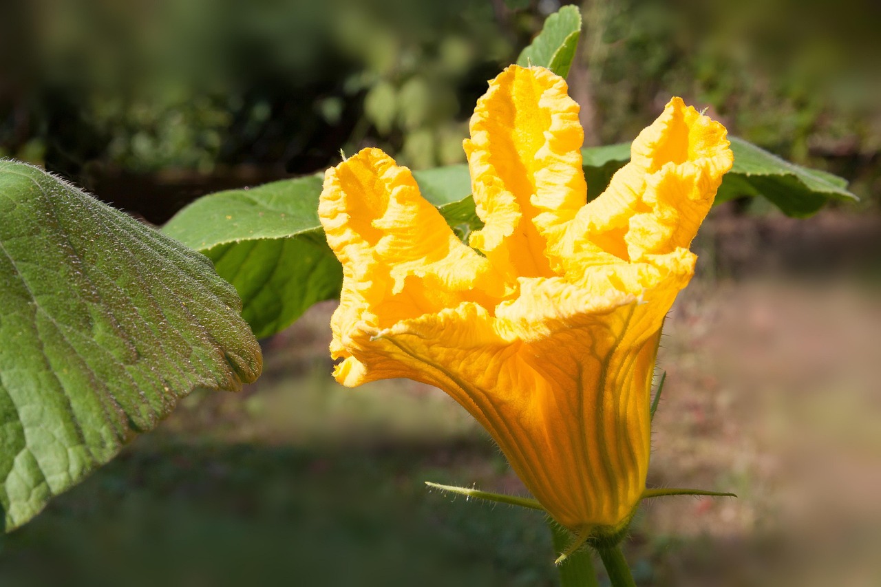 花開海上生態(tài)園門票價格與生態(tài)價值探索