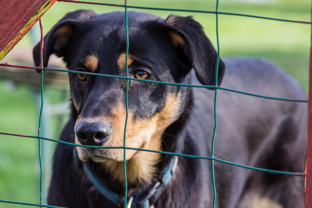 比熊犬價格解析，市場分析與影響因素探討
