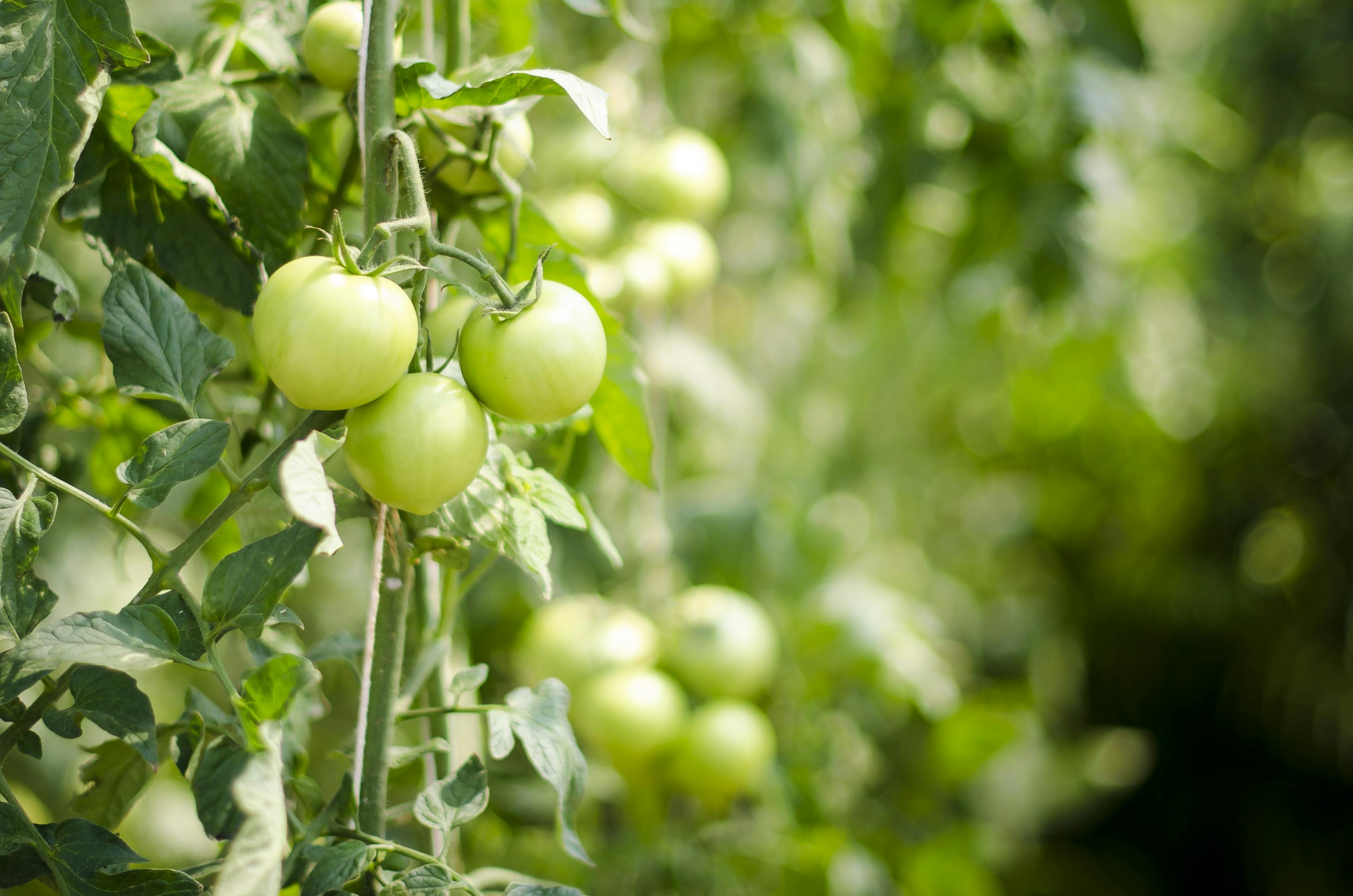 濟(jì)寧蔬菜行情深度剖析與解析