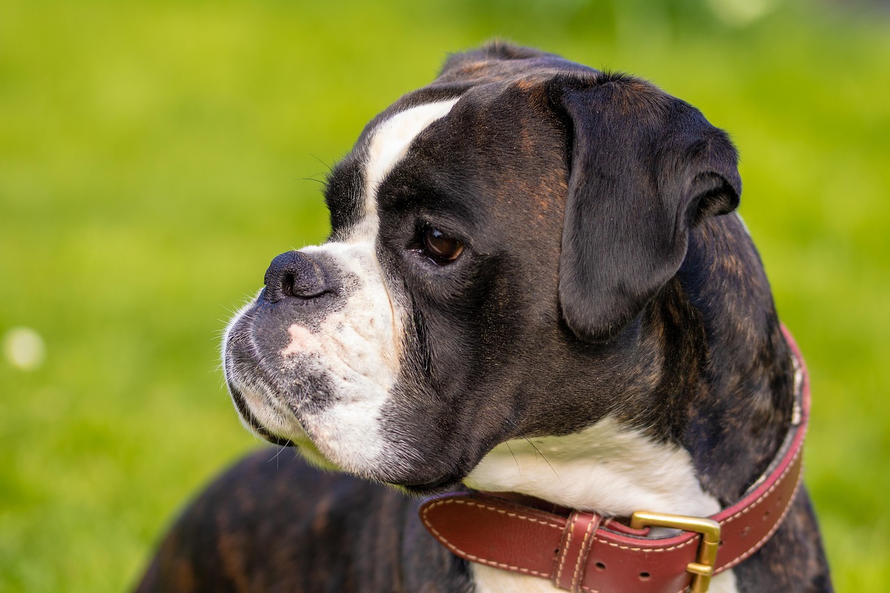 最新比特犬出售攻略，品質特點與選購須知
