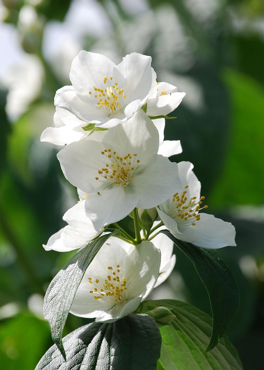 丁香花演員，舞臺(tái)與人生的美麗傳奇