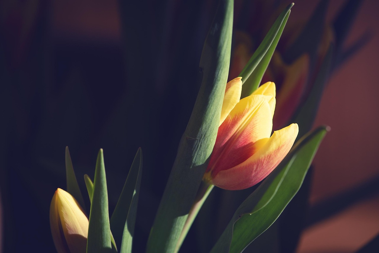 歲月流轉(zhuǎn)中的情感糾葛與成長(zhǎng)歷程，花開那年月正圓電視劇回顧