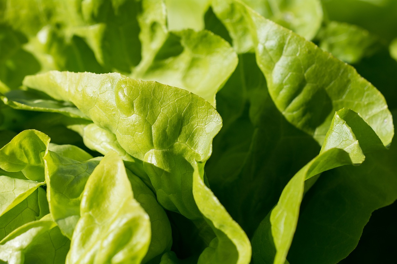 昆明蔬菜批發(fā)最新價格概覽，最新價格信息一覽無余