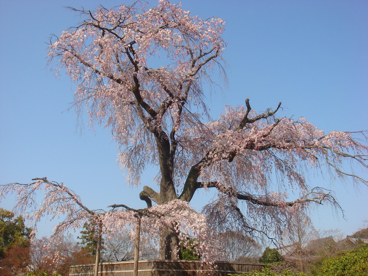 八重紅枝垂櫻花價格詳解，影響因素與價格探討