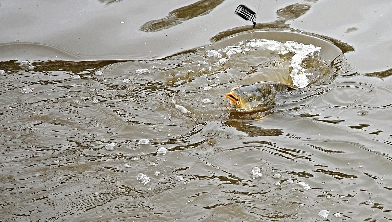 水庫(kù)釣魚(yú)比賽，一場(chǎng)別開(kāi)生面的競(jìng)技狂歡