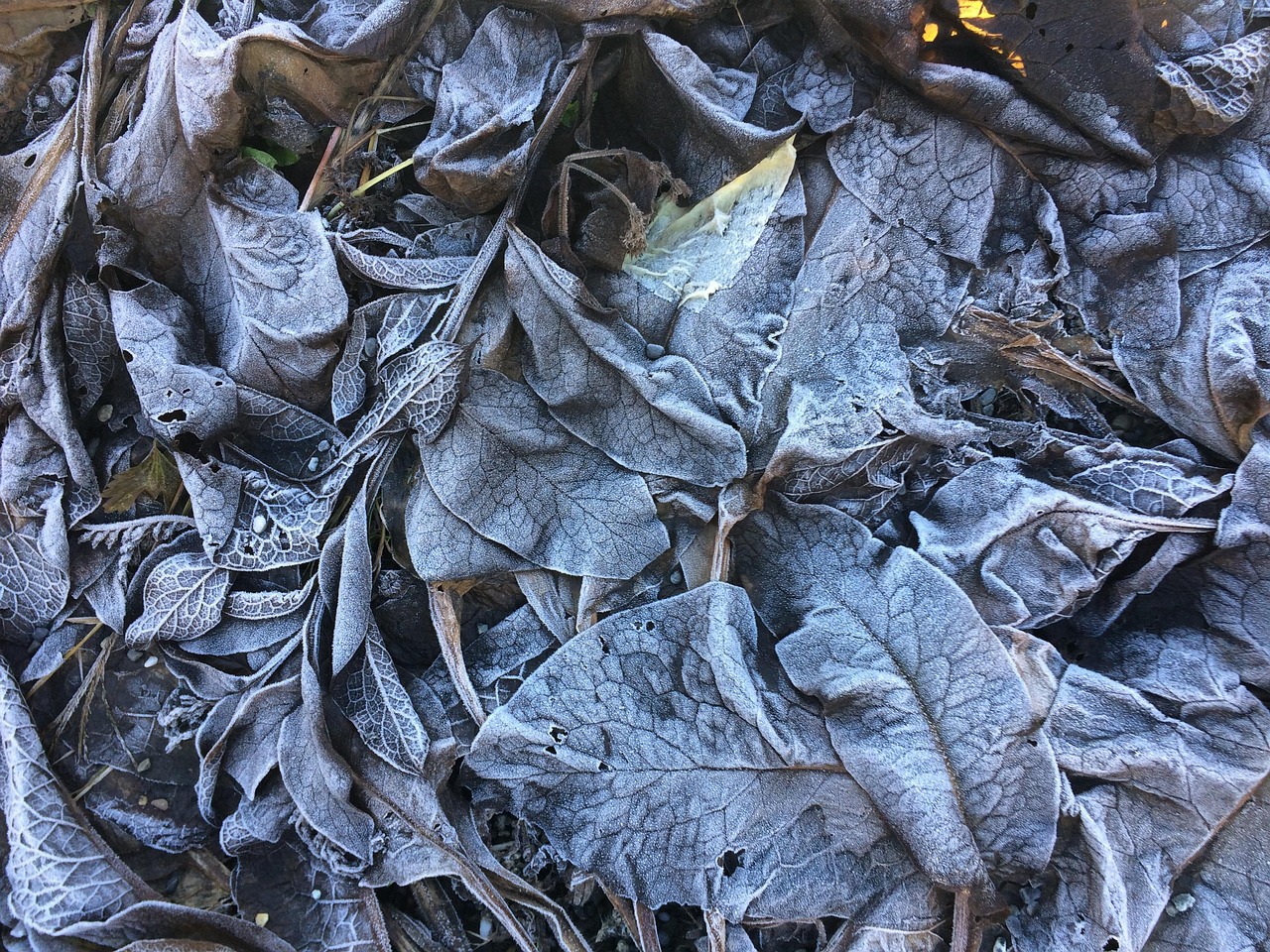 楓林水岸最新動態(tài)揭秘，繁榮之地的嶄新面貌